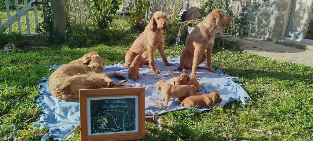 De La Lande De Bourberouge - Chiot disponible  - Braque hongrois à poil dur