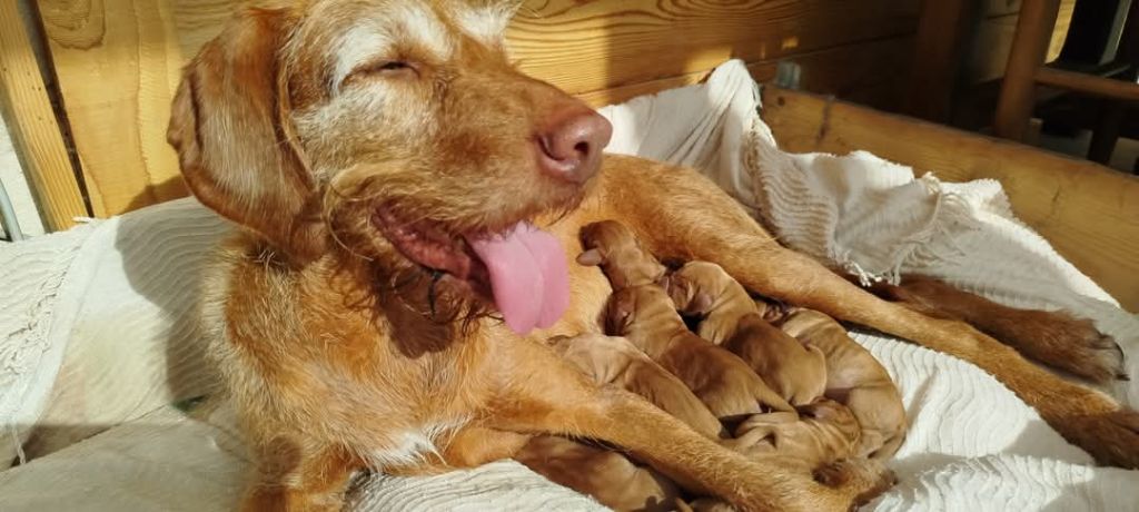 chiots a reserver